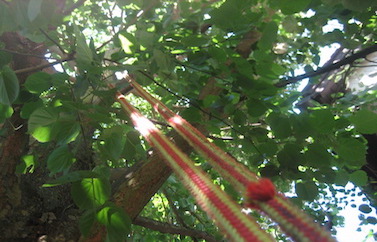 Jawork bei der Baumpflege