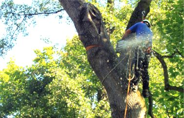 Jawork bei der Baumfällung