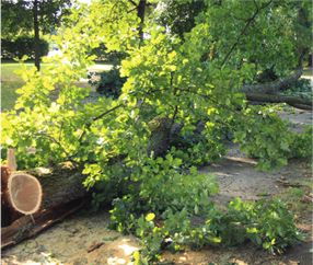 Baumfällung Regensburg