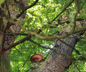 Baumpflege Regensburg