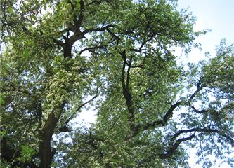 Baumpflege Regensburg