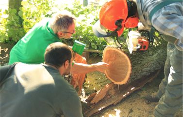Jawork bei der Baumkontrolle