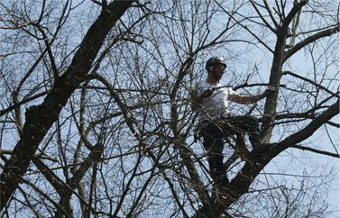 Jawork bei der Baumpflege