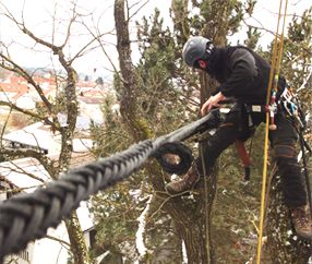 Baumpflege Regensburg